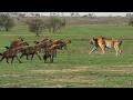 Download Lagu Langsung Jadi RAJA HUTAN? Harimau Sumatra Dilepas Di Afrika, Apa Yang Akan Terjadi?