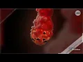 Love Action Drama Kudukku Song 2K Teaser| Nivin Pauly, Nayanthara|Vineeth Sreenivasan|Shaa#baby boss