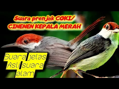 Download MP3 SUARA PRENJAK COKI/CINENEN KEPALA MERAH | SUARA PIKAT BURUNG PRENJAK COKI LIAR