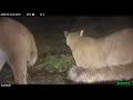 Wildlife Wednesday More Mountain Lion Chirps