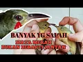 Download Lagu Cara Membedakan Jantan \u0026 Betina Kolibri Kelapa/Manggaran Ijoan