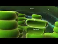 thylakoid
