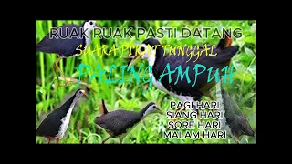 Download AMPUH SUARA PIKAT RUAK RUAK  PAGI SIANG SORE MALAM HARI PASTI CEPAT DATANG MP3