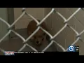 Hartford Animal Shelter asks for help