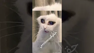 احببتها رغم انها لا تحبني Cat قطط احبكم 