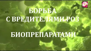 СПАСАЕМ РОЗЫ ОТ ВРЕДИТЕЛЕЙ 
