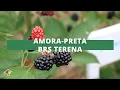 Cultivar de Amora-Preta é lançada em Dia de Campo - Terra Sul