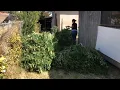 Sheriff s deputies destroy 1 000 illegal marijuana plants in south Merced