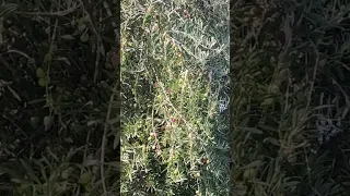 يبدأ موسم قطف الزيتون بشهر أكتوبر ويختلف حسب المنطقة وتستخدم هذه الثمار بانتاج زيتون أو زيت الزيتون 