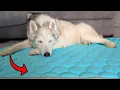 Watch My Old Dogs Reaction to This Cooling Mat