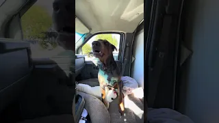 #fyp #dream #doberman #pets #youtube
