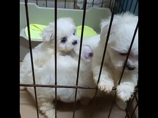 動画
