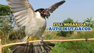 Download Suara Burung KUTILANG GACOR FuLL NGGARUDA Ampuh Untuk Panggilan Kutilang Liar dan Masteran MP3