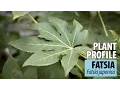 Download Lagu Fatsia