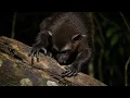 The Mysterious Aye-Aye of Madagascar