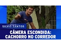 Download Lagu Cachorro no Corredor | Câmeras Escondidas (19/02/17)