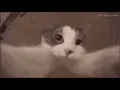 Kitty Hug Gif