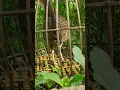 Download Lagu Ayam hutan Betina Bisa Koker Juga