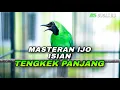 Download Lagu MASTERAN CUCAK IJO ISIAN TENGKEK UDANG SEJALURAN TEMBAKAN PANJANG COCOK BUAT IJO PASTOL