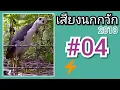 Download Lagu เสียงนกกวัก #04   White Breasted Water Hen Sound