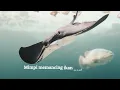 Download Lagu Arti Mimpi Ikan Pari