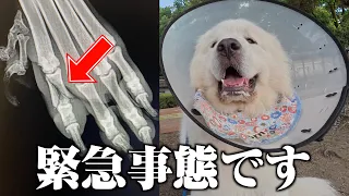 グレートピレニーズのホルン骨折しました…直後の様子