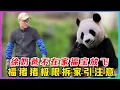 Download Lagu 250710001福宝彻底放飞，徐奶爸临时撤岗两日，福猪猪竟将外场变跑酷赛场！螺旋升空弹射撞树+泥雕艺术展创作现场，监控实录熊界哈士奇暴走模式。
