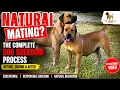 Real Boerboels - Before During and After Mating The Complete Dog Breeding Process