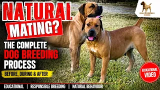 real boerboels before during and after mating the complete dog breeding process