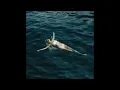 ELENA ROSE, Justin Quiles - COSITA LINDA (SLOWED + REVERB)