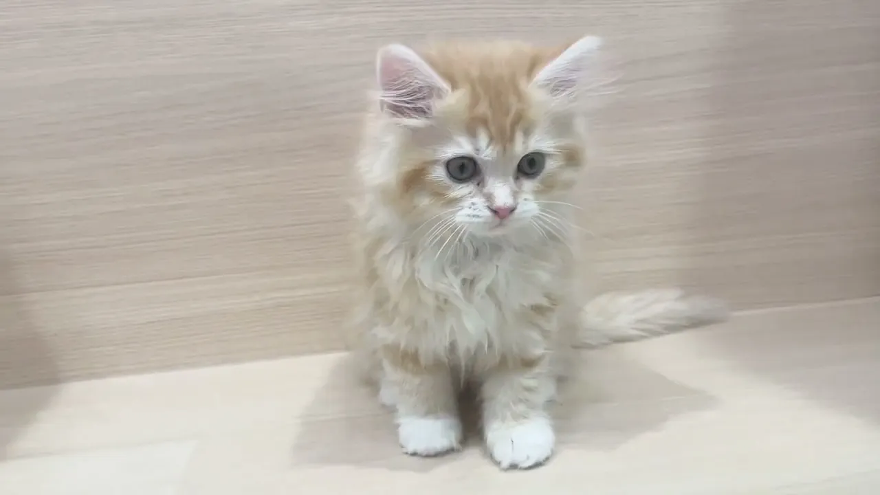 動画