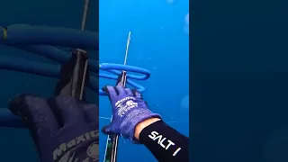 Sharks Eat Our Fish! 🦈