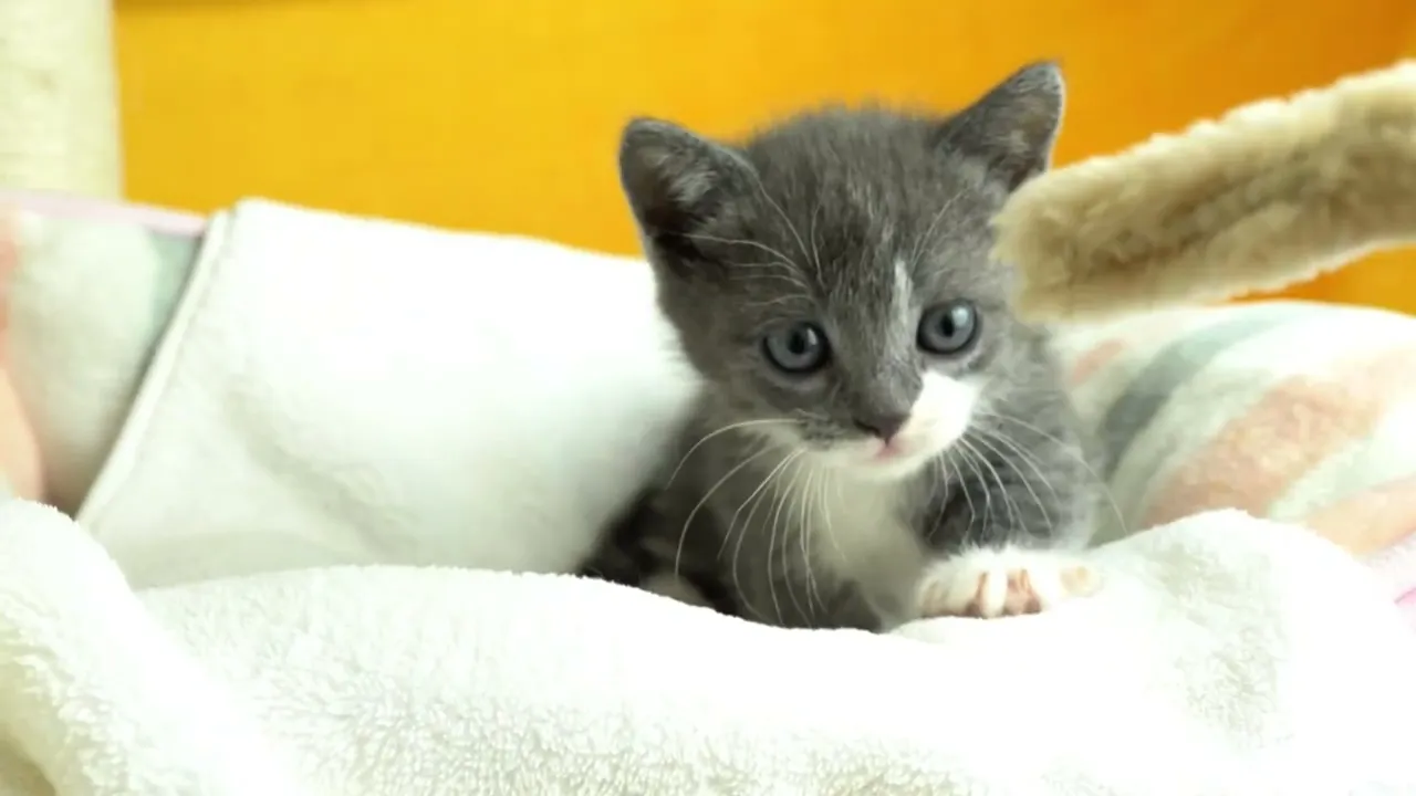 動画