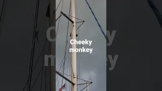 Baby monkey climbs sailing boat mast #youtubeshorts  #cute #baby #nature #animals #wildlife #asia