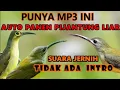 Download Lagu SUARA PIKAT PIJANTUNG | SUARA JERNIH PALING BANYAK DI PAKAI PEMIKAT