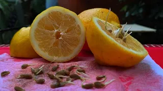Aprende a Germinar Limón HOY MISMO: La Técnica que SÍ Funciona