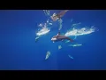 macOS Sonoma Wallpaper - Dolphins 4K 240FPS