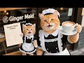 Download Lagu Ginger Kitten and Mama Cat Opened a Maid Café — Would You Like to Come and Support 🐱☕