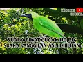 Download Lagu SUARA PIKAT CUCAK IJO BIG