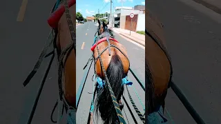 égua mansa