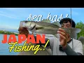 Download Lagu segapang inikah mancing di sungai jepang | ikan ini tu yang di cari-cari orang