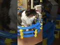 Download Lagu Cat vs Tomy Amtrak Train #shorts