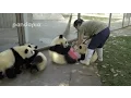 Download Lagu Panda cubs and nanny Mei’s war Ⅱ