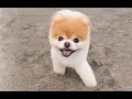 Video di In Memory of Boo