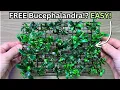 Download Lagu How To Get ENDLESS Bucephalandra Plants For FREE? Buce plant propagation step by step!