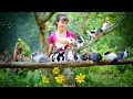 Download Lagu Harvesting Rabbits and Pheasant Chickens to Sell at the Countryside Market – Farm Life