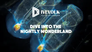 Insane BLACKWATER Dive In The Anilao Philippines With SeaTouch 4 Max Platinum 2 0 