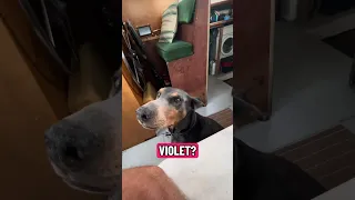 #Fyp #dream #doberman #pets #YouTube