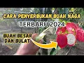 Download Lagu CARA PENYERBUKAN BUAH NAGA TERBAIK 2024 || BUAH BESAR DAN BULAT