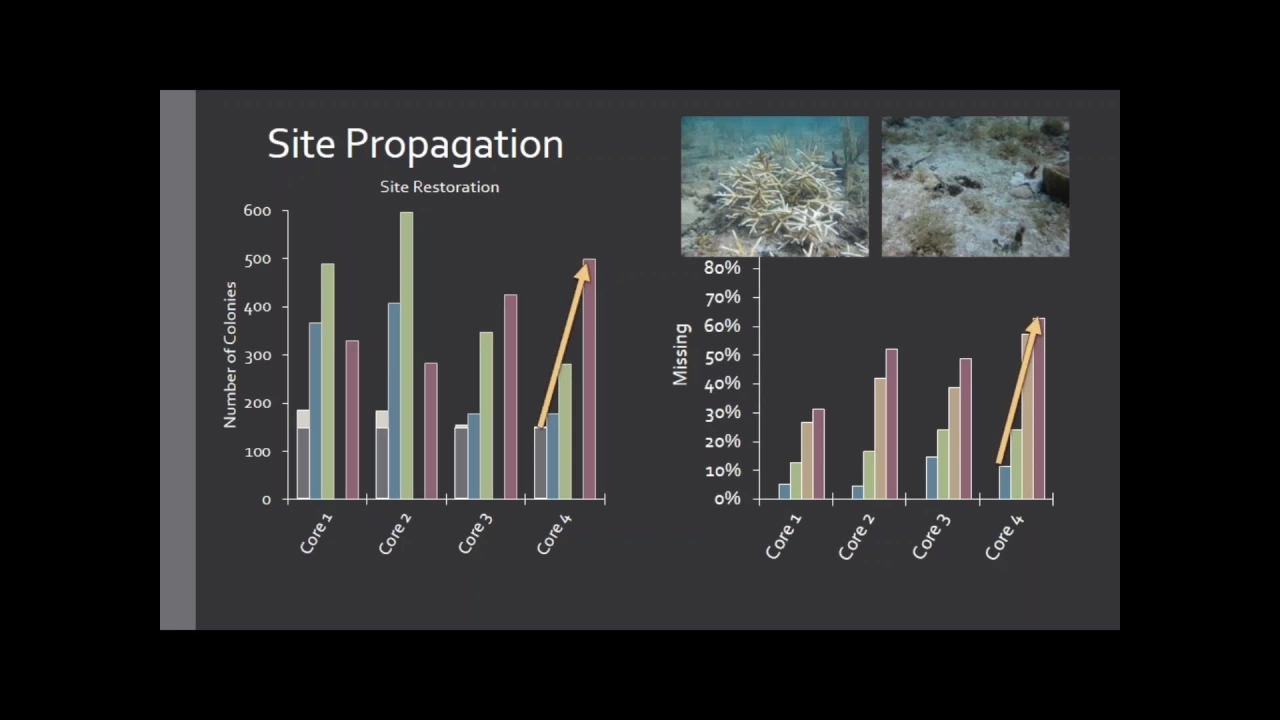 Acropora cervicornis Outplanting, Liz Goergen, Nova Southeastern University